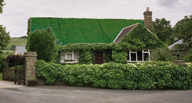 Melrose house overgrown with ivy